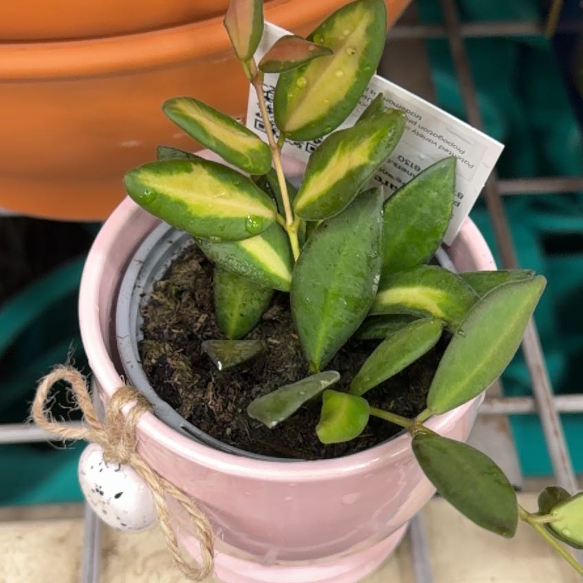 Photo of the plant species Sea stone hoya by @PivotalFuscia96 named Sir Plancelot on Greg, the plant care app