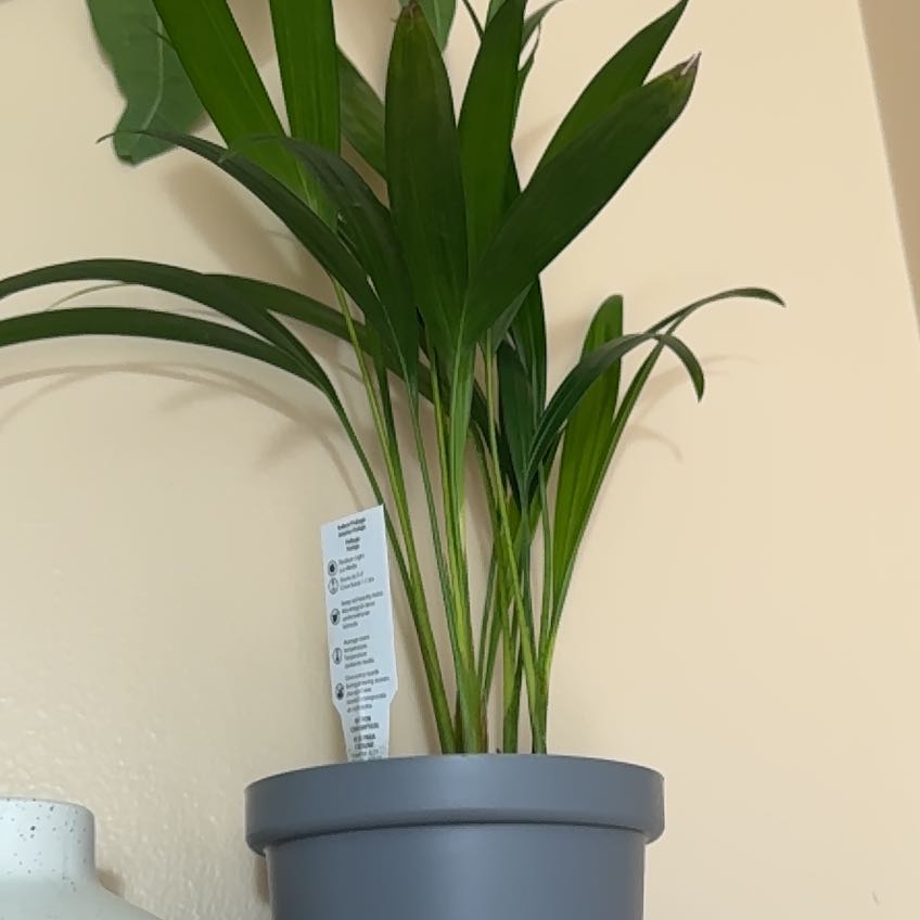 Photo of the plant species neantha bella palm by @NovelChia43 named Aria on Greg, the plant care app