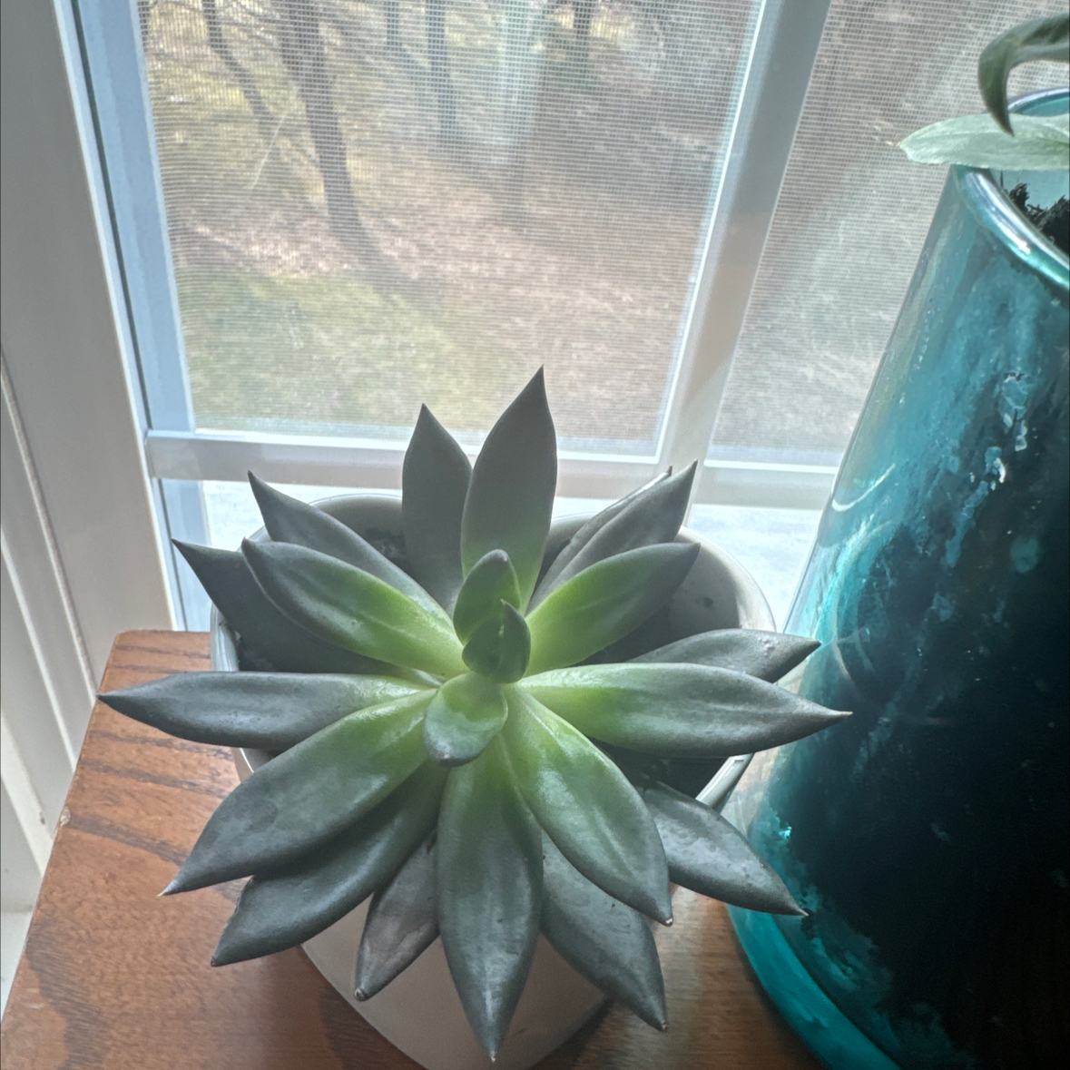 Photo of the plant species Bright Green Dudleya by @NovelChia43 named Aristotle on Greg, the plant care app
