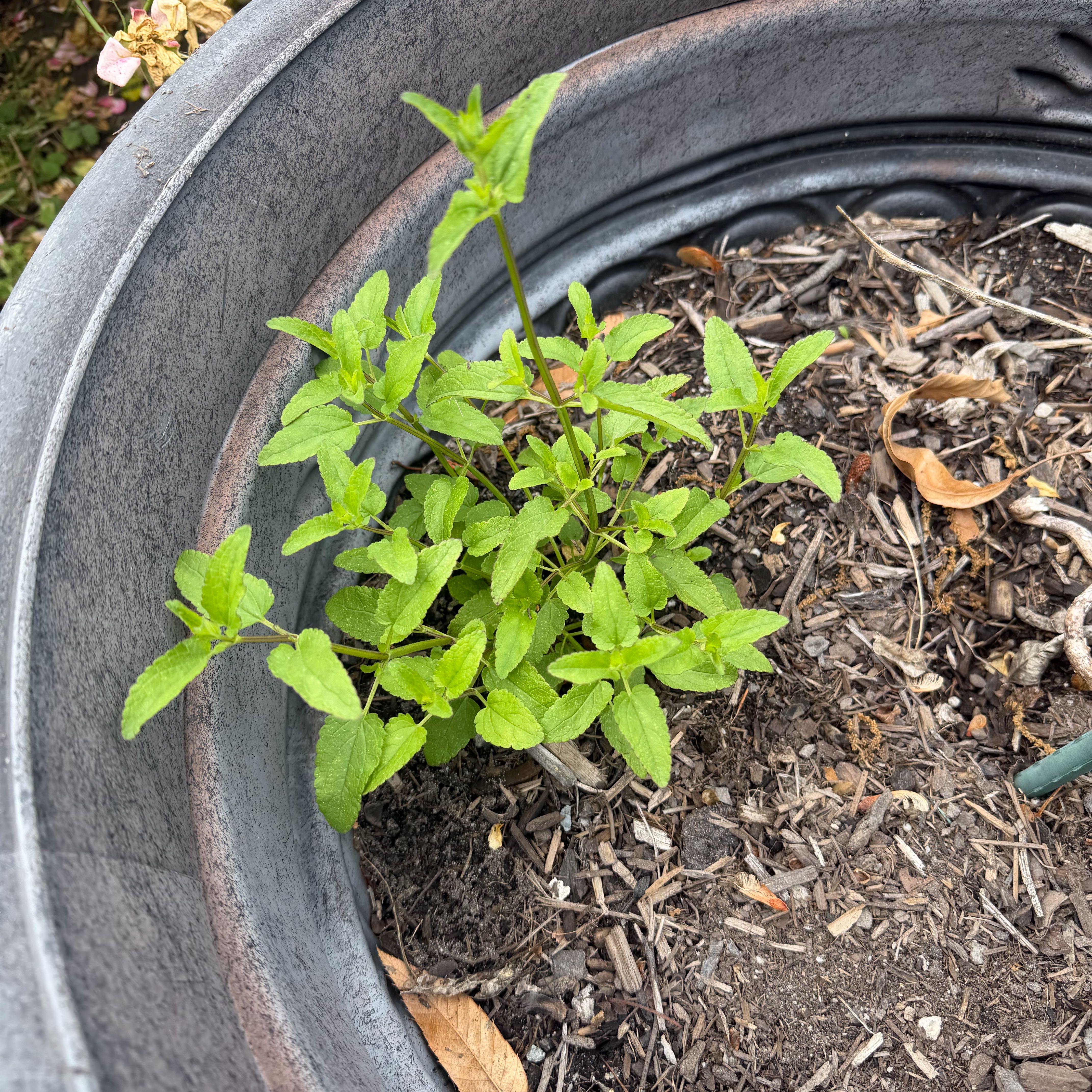 Photo of the plant species Fringed Willowherb by @PureCardoon94 named Willow on Greg, the plant care app