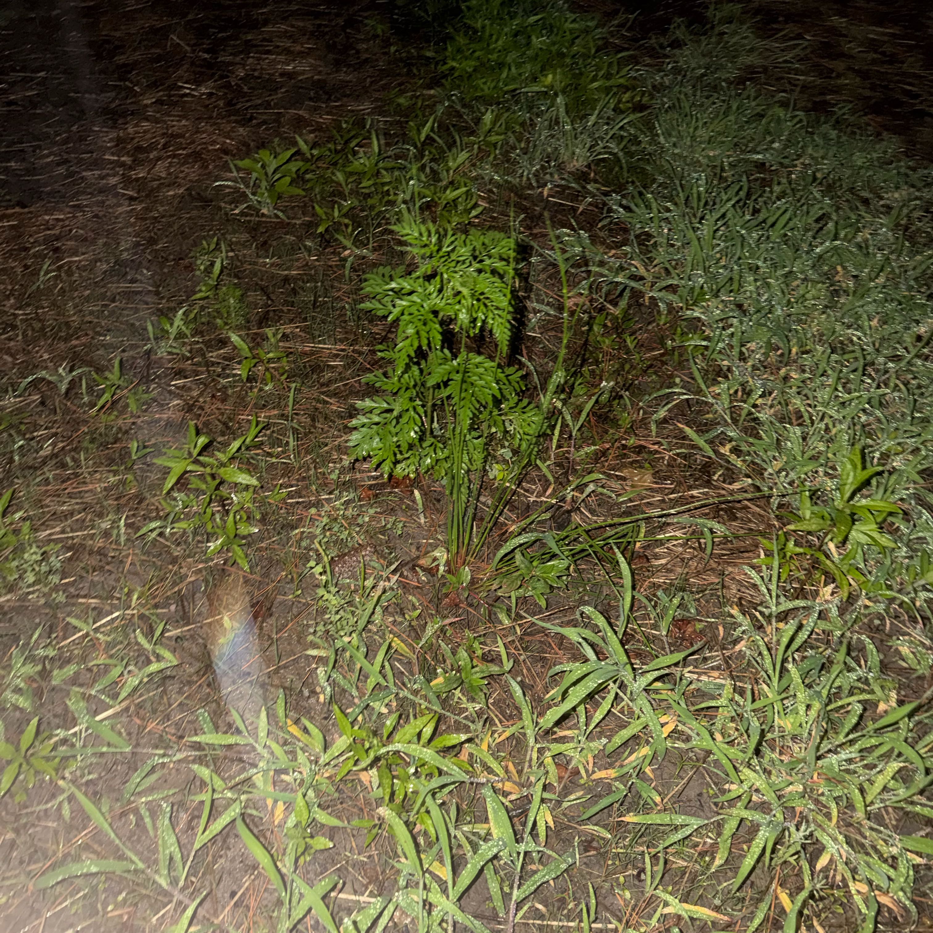 Photo of the plant species Australian Brake by @PureCardoon94 named Lebron on Greg, the plant care app