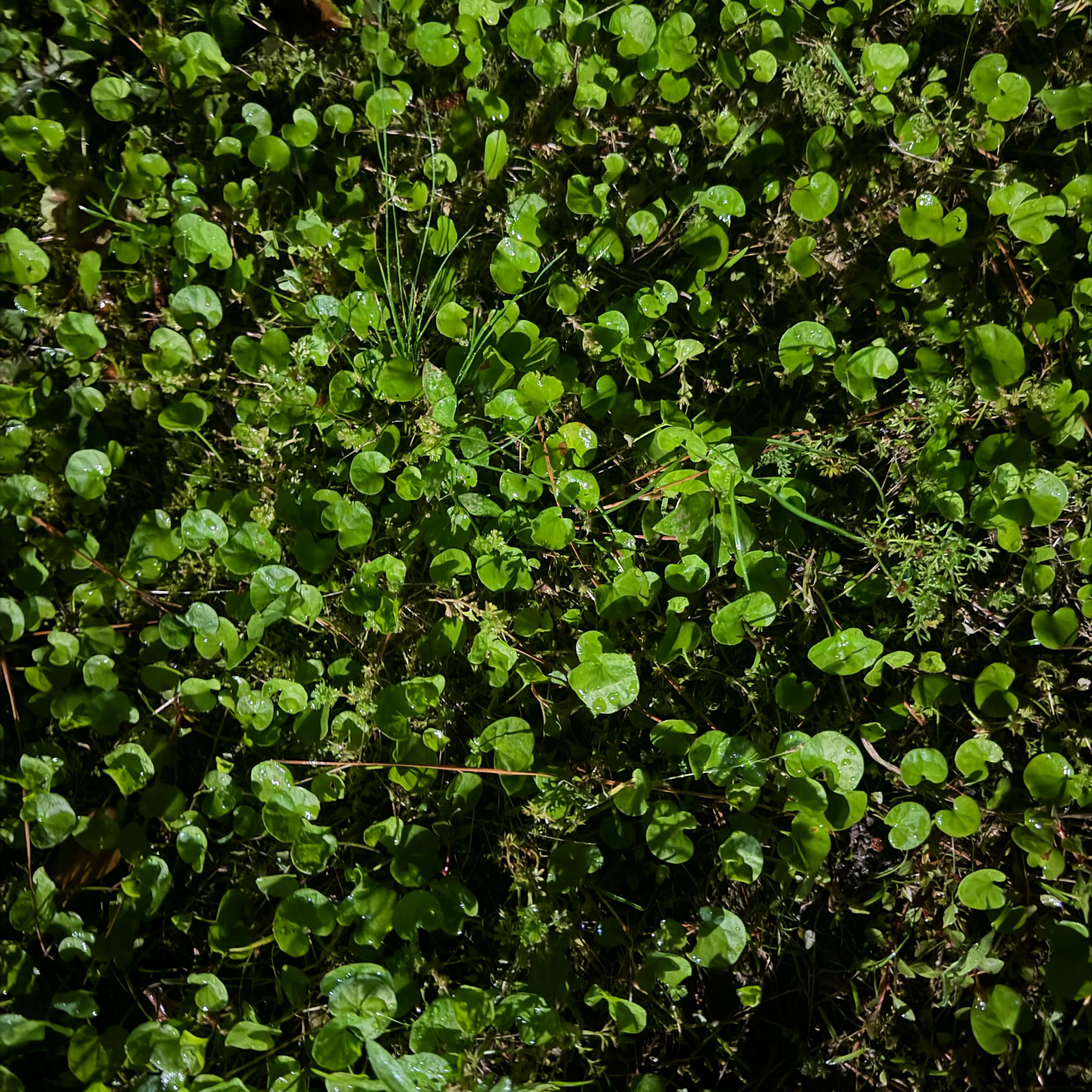 Photo of the plant species Manyflower Marshpennywort by @PureCardoon94 named Xena on Greg, the plant care app