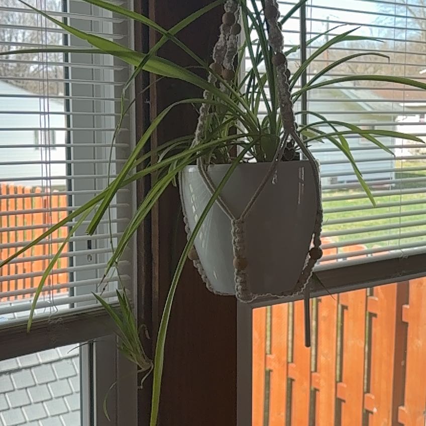 Photo of the plant species Green Spider Plant by @BonusFuscia11 named Bieber on Greg, the plant care app
