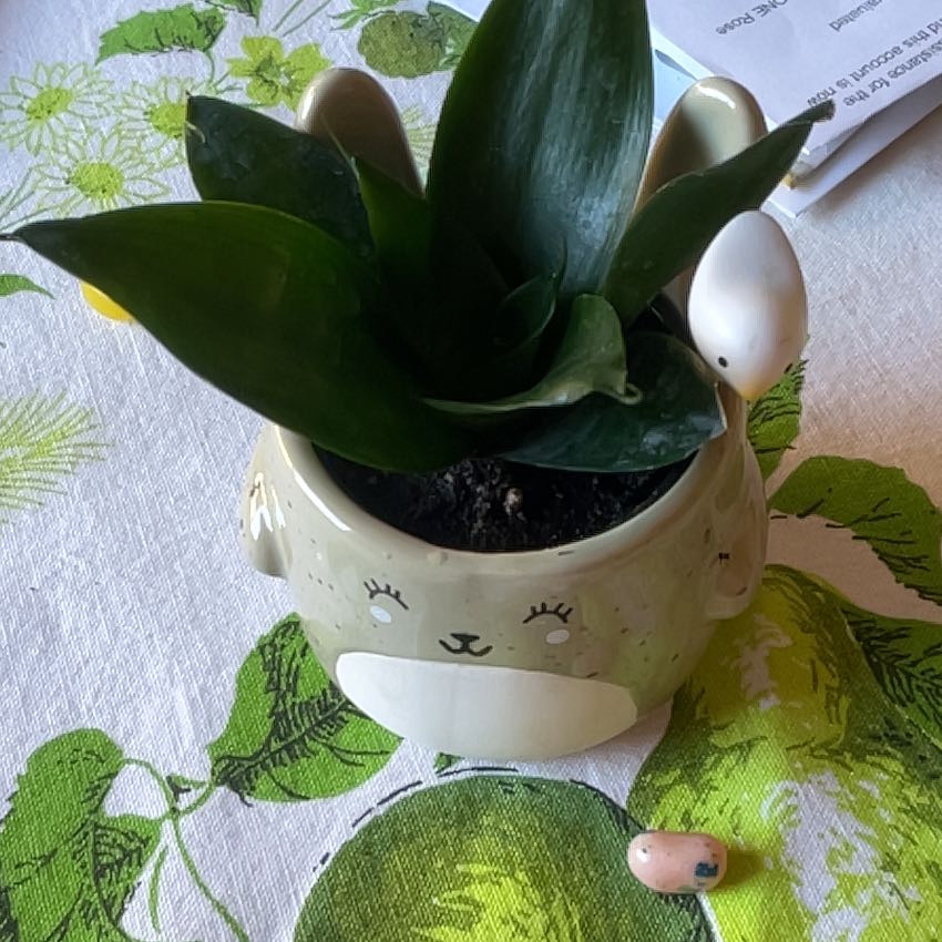 Photo of the plant species Snake Plant by @FetchingPecan90 named Bunny on Greg, the plant care app