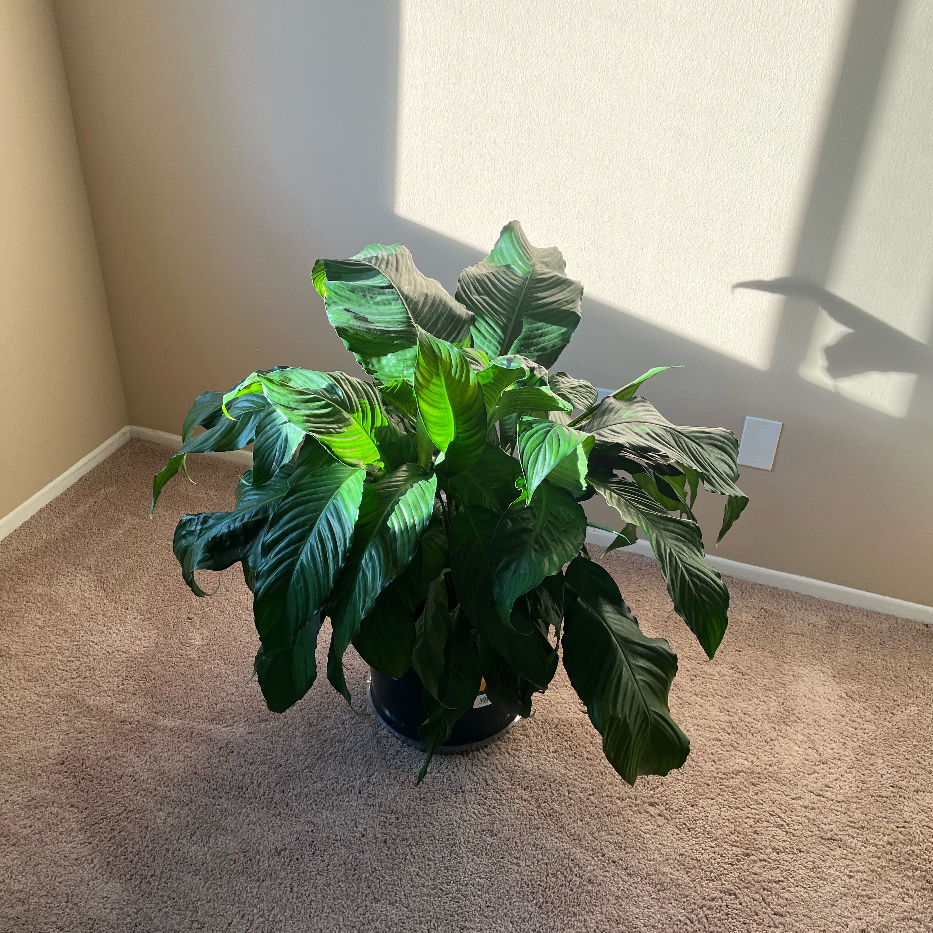Photo of the plant species Mixed Genus by @CentralQuince46 named Mochi on Greg, the plant care app