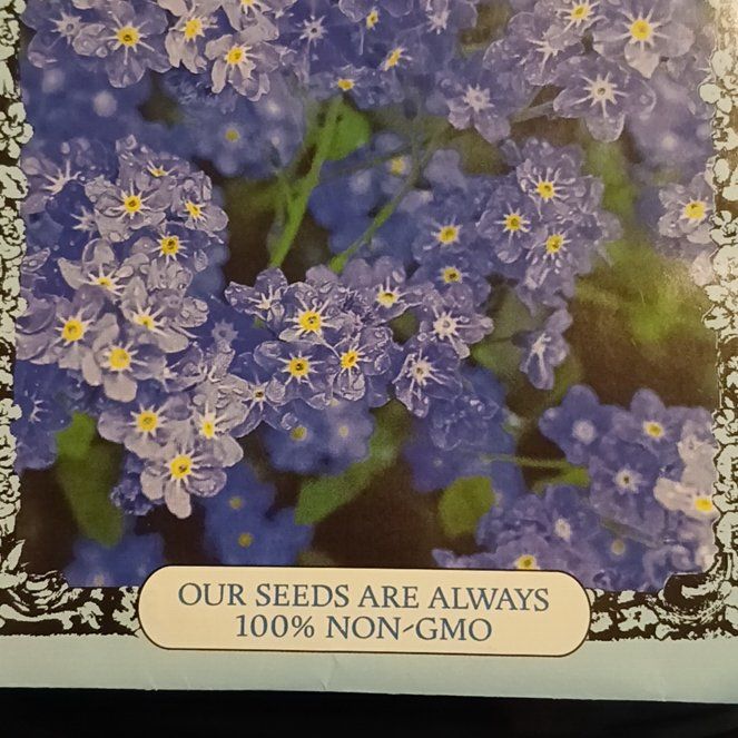 Photo of the plant species Asian Forget-Me-Not by @WateringFern79 named Gaga on Greg, the plant care app