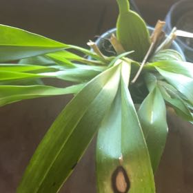 Photo of the plant species Cockleshell Orchid by @CivilPeyote19 named Xena on Greg, the plant care app