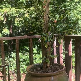 Photo of the plant species Dwarf Improved Meyer Lemon Tree by @CivilPeyote19 named Terra on Greg, the plant care app