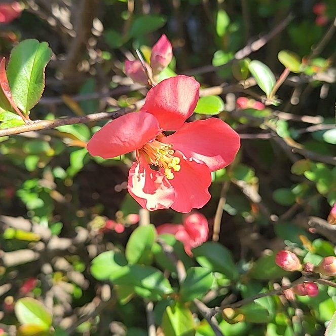 Photo of the plant species Flowering Quince by @GemTutsan80 named Athena on Greg, the plant care app