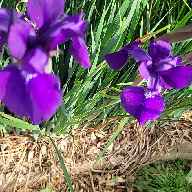 Photo of the plant species Douglas Iris by @GemTutsan80 named Treeyoncé on Greg, the plant care app