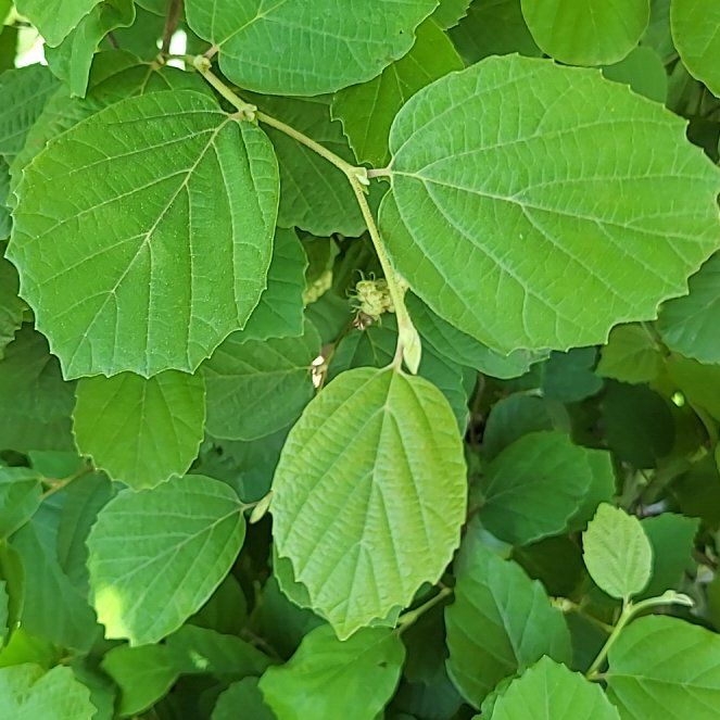 Photo of the plant species Arrowwood Viburnum by @GemTutsan80 named Eva on Greg, the plant care app
