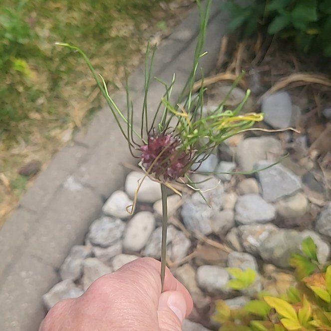 Photo of the plant species Crow Garlic by @GemTutsan80 named Sherlock on Greg, the plant care app