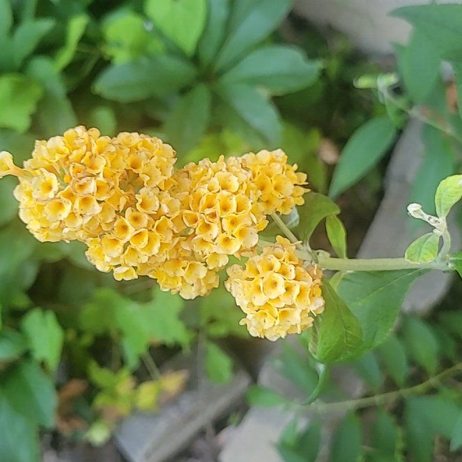 Photo of the plant species Chinese Ixora by @GemTutsan80 named Baesil on Greg, the plant care app
