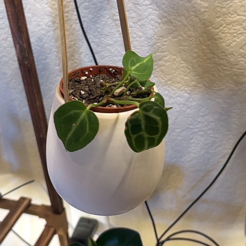 Photo of the plant species Anthurium Dorayaki by @GrowingMyBest named Pancake on Greg, the plant care app