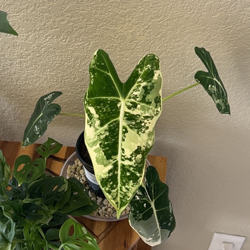Photo of the plant species Alocasia Variagated by @GrowingMyBest named Horton on Greg, the plant care app