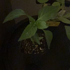 Photo of the plant species Poblano Pepper by @GrowingMyBest named Orwell on Greg, the plant care app