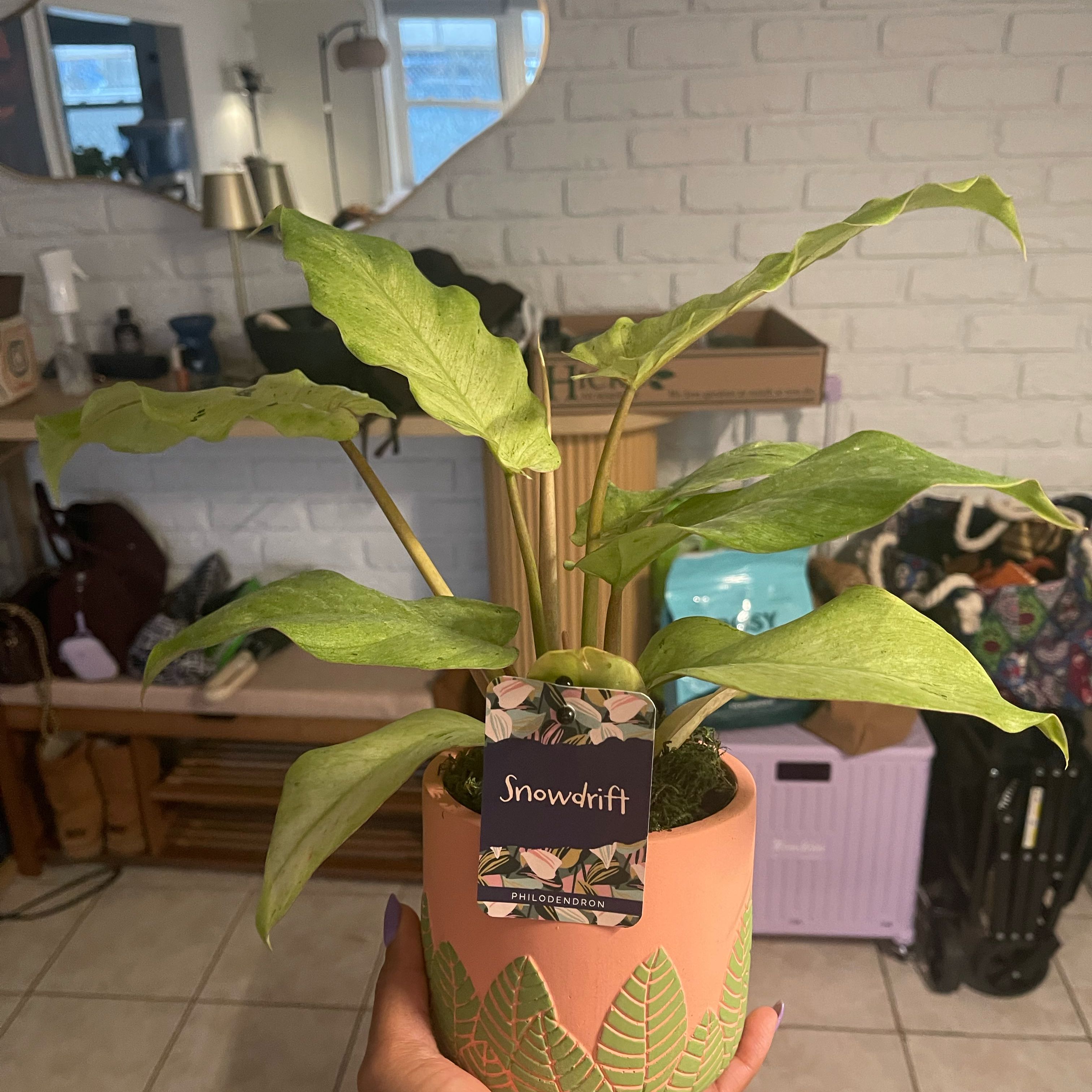 Photo of the plant species Snowdrift by @StandupKoa5 named Apollo on Greg, the plant care app
