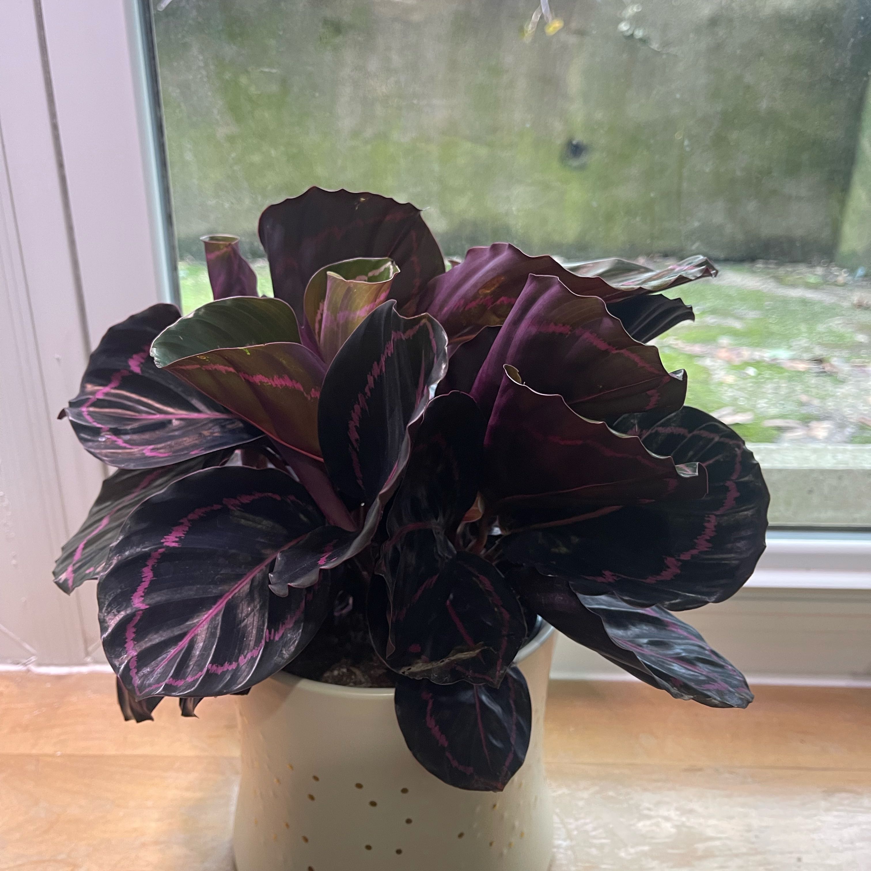 Photo of the plant species Prayer Plant Dottie by @StandupKoa5 named Darwin on Greg, the plant care app
