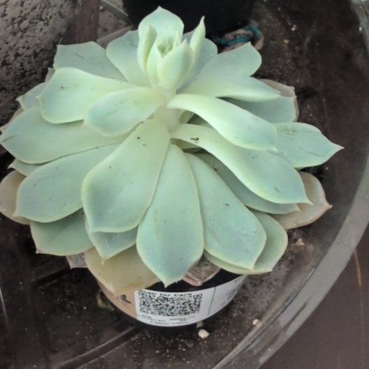 Photo of the plant species Succulent by @WelefulPansy8 named McKinley on Greg, the plant care app