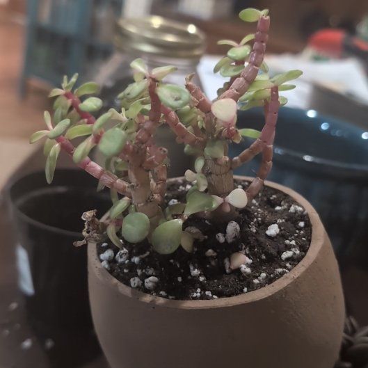 Photo of the plant species elephant bush by @WelefulPansy8 named Portulacaria afra kaleidoscope on Greg, the plant care app