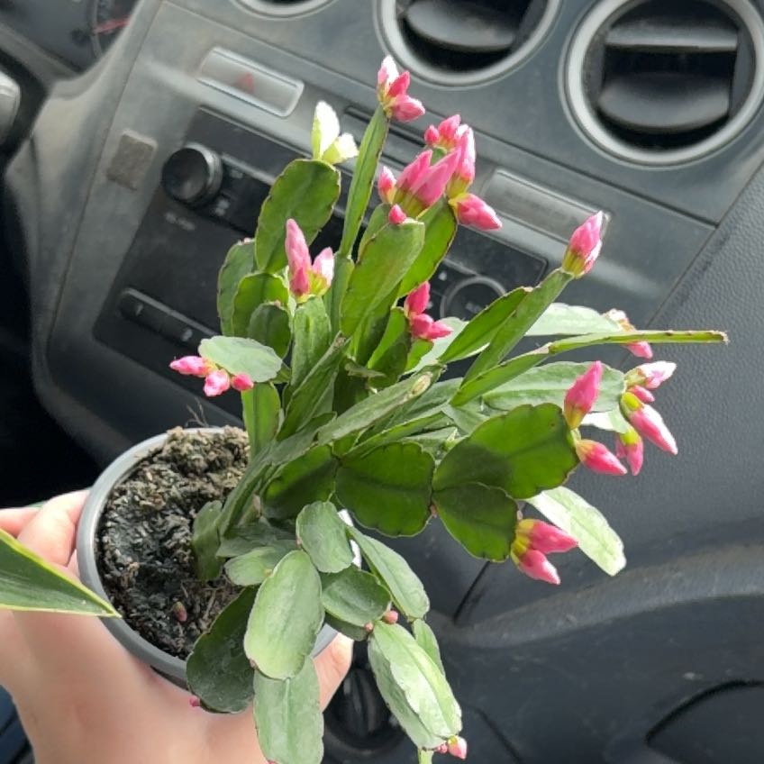Photo of the plant species Pink Ice Easter Cactus by @LightBlueweed named Regina G on Greg, the plant care app