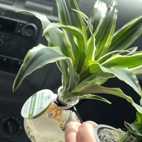 Photo of the plant species Elkhorn by @LightBlueweed named Geo on Greg, the plant care app
