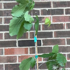 Photo of the plant species Chinkapin Oak by @LightBlueweed named Bindy on Greg, the plant care app