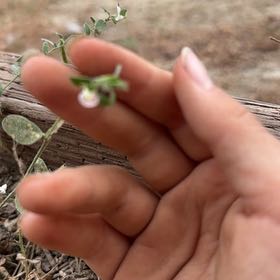 Photo of the plant species Lesser Calamint by Yana named Mando on Greg, the plant care app