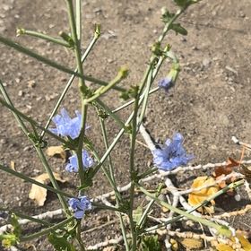 Photo of the plant species Chickory by Yana named Pax on Greg, the plant care app