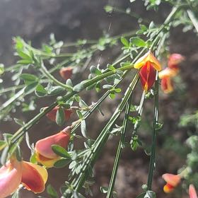 Photo of the plant species Broom by Yana named Austen on Greg, the plant care app