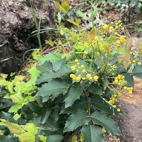 Photo of the plant species Oregon Grape by Yana named LiloStitch on Greg, the plant care app