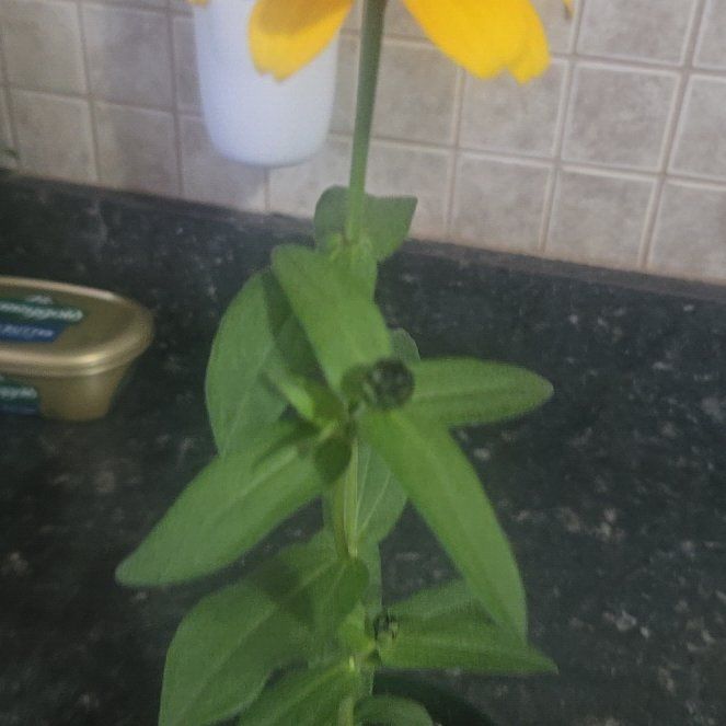 Photo of the plant species Profusion Zinnia by @AlwaysGuasca98 named Harry on Greg, the plant care app