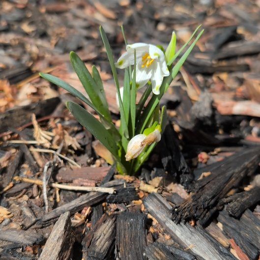 Photo of the plant species Spring Snowflake by @SilkyTomato48 named Keanu Leaves on Greg, the plant care app