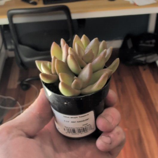 Photo of the plant species Sedum adolphi 'Sunstorm' by @SilkyTomato48 named Sage on Greg, the plant care app