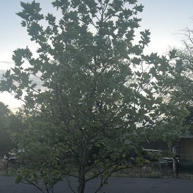Photo of the plant species American Sycamore by @kats.2cool named Mochi on Greg, the plant care app