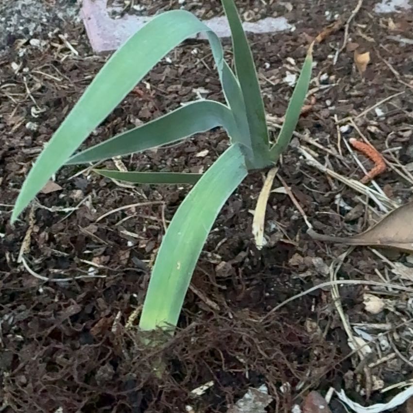 Photo of the plant species Prairie Lily by @LushSnowdrop36 named Kobe on Greg, the plant care app