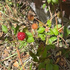 Photo of the plant species Wine Raspberry by @LushSnowdrop36 named Kylie on Greg, the plant care app