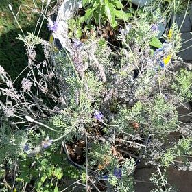 Photo of the plant species Fernleaf Lavender by @SteadyFalsealoe named Eva on Greg, the plant care app