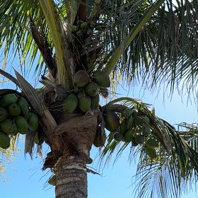 Photo of the plant species Coconut by @SteadyFalsealoe named Oscar on Greg, the plant care app