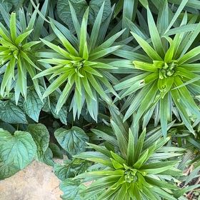 Photo of the plant species Tiger Lily by @SteadyFalsealoe named Prince on Greg, the plant care app