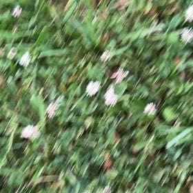 Photo of the plant species White Clover by @SteadyFalsealoe named Zion on Greg, the plant care app