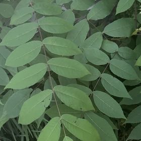 Photo of the plant species Black Walnut by @SteadyFalsealoe named Wall-E on Greg, the plant care app