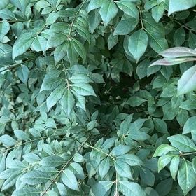 Photo of the plant species Winged Burning Bush by @SteadyFalsealoe named Aria on Greg, the plant care app