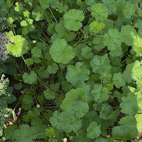 Photo of the plant species Cheeseweed Mallow by @SteadyFalsealoe named Peter Parker on Greg, the plant care app