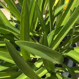 Photo of the plant species Blue Lily by @SteadyFalsealoe named Osmo on Greg, the plant care app