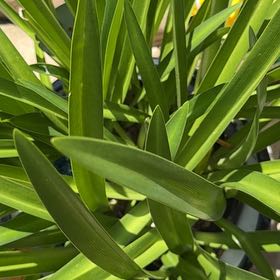 Photo of the plant species Blue Lily by @SteadyFalsealoe named Walt on Greg, the plant care app