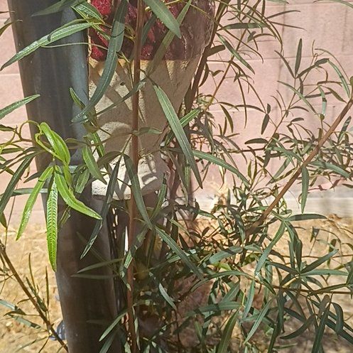 Photo of the plant species African Sumac by @KeyPepper28 named Scarlett on Greg, the plant care app