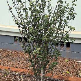 Photo of the plant species Purple Hibiscus by @ForeverMakura63 named Darwin on Greg, the plant care app