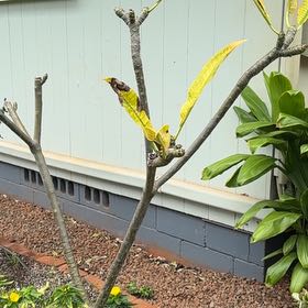 Photo of the plant species PLUMERIA by @ForeverMakura63 named McKinley on Greg, the plant care app