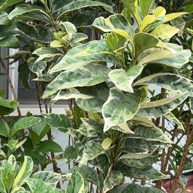 Photo of the plant species Garden Privet by @ForeverMakura63 named Harper on Greg, the plant care app